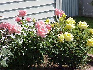 rightsideroses.JPG