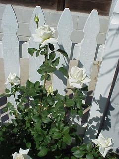 whiterosebush.JPG